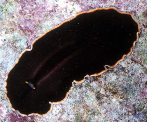 Callioplana marginata